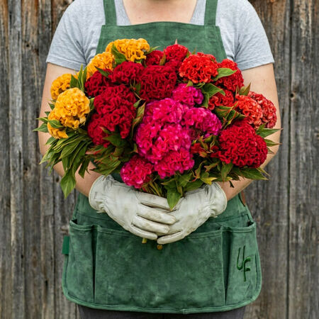 Chief Mix, Celosia Seeds - Packet image number null